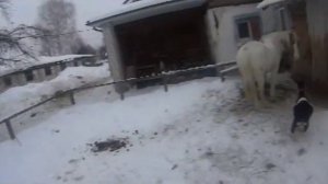 Уход за лошадью. Кормление зимой.