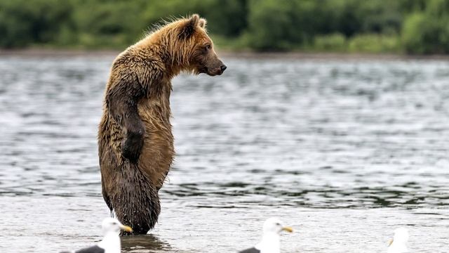 Чапаев устроился дальнобойщиком. Анекдот #юмор #анекдот #прикол #чапаев #мат #18+ смотреть онлайн