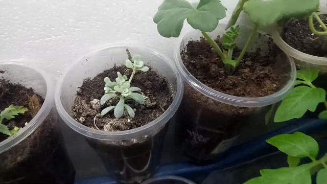 БОКС/ЧЕРЕНОЧНИК на 01.02.2021. смотреть онлайн