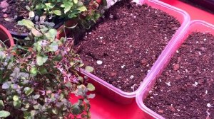 ОГОРОД на подоконнике. Выращиваем шпинат и щавель в домашних условиях. Посев семян овощей и цветов