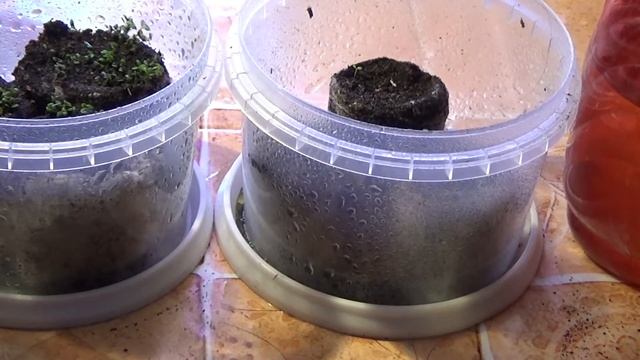 Всходы лобелии от 19. 02.21 г. смотреть онлайн