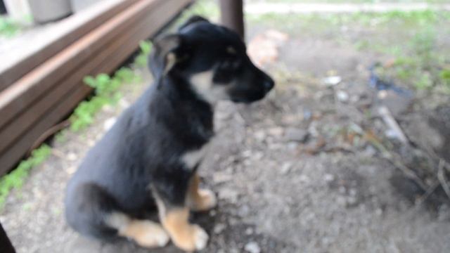 Черный щенок смотреть онлайн