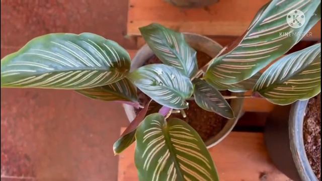 12 calathea varieties with names/Malayalam смотреть онлайн