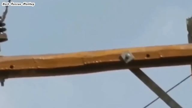 Emergency Rescue Of Poor Monkey Suffering From Electric Shock! Best Rescue Animals смотреть онлайн