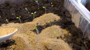 Черная ножка у рассады петунии.Простой способ.Почему гибнет рассада