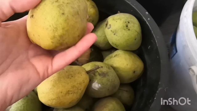 Варениковская. Вот и осень наступила. Осенние заготовки. смотреть онлайн