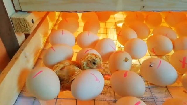 Бройлеры начали вылупляться смотреть онлайн