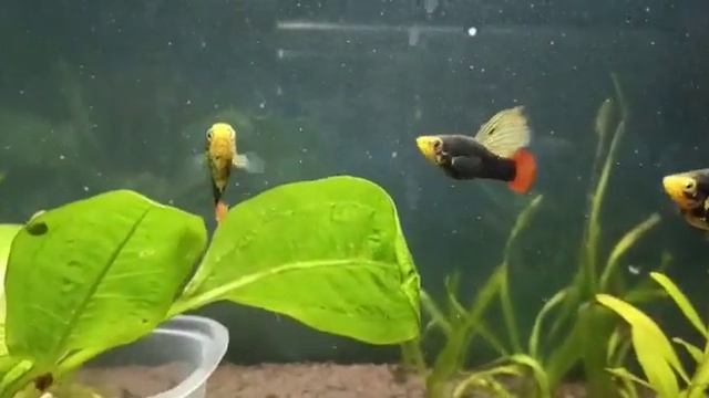 Танец двух самцов Гавайской Пецилии смотреть онлайн