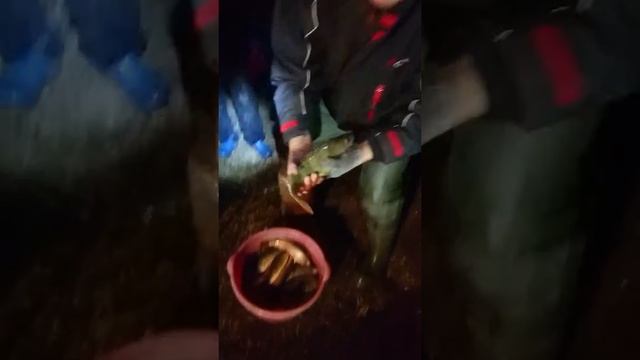 Зарыбление крупным окунем озера Линево смотреть онлайн