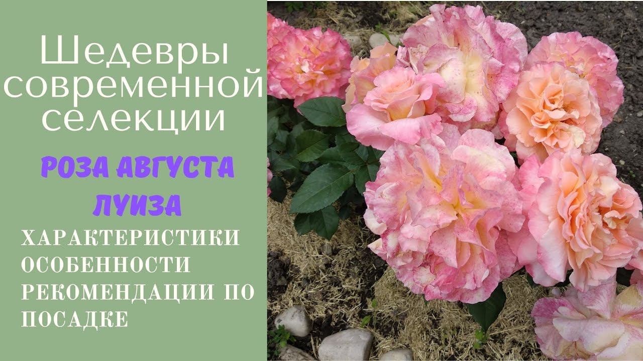Розы. Шедевры современной мировой селекции роз. Роза Августа Луиза (Augusta Luise). смотреть онлайн