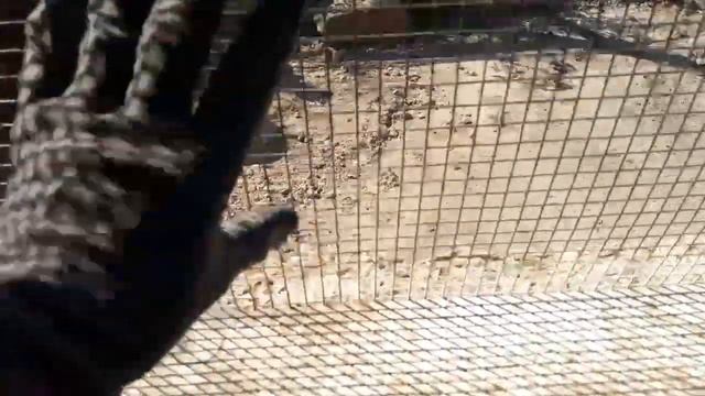 Обосраный курятник и грязь//Супер насесты для Кур и Индейки смотреть онлайн