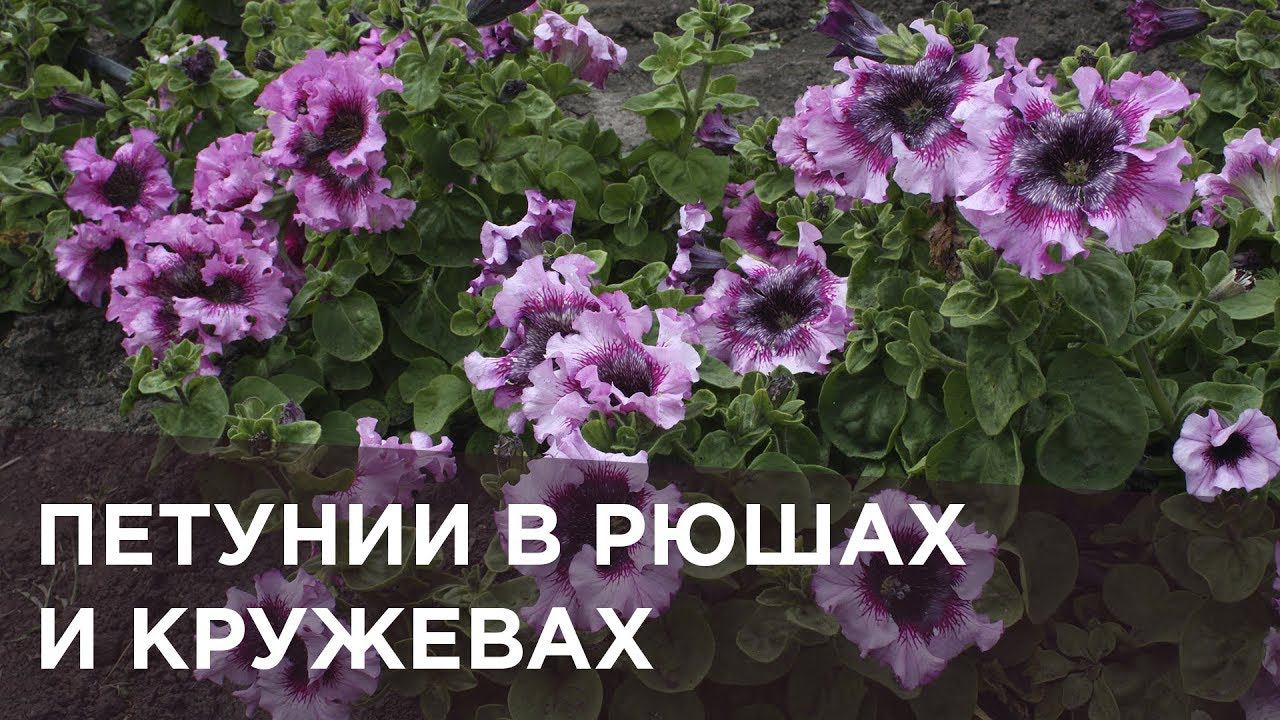 Петунии в рюшах и кружевах смотреть онлайн