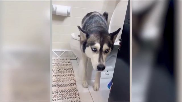 7 минут смеха