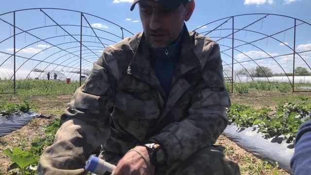 Земляника садовая,питание водорастворимым NPK удобрением в фертигацию. Обзор опыта 2020 г - Агрода смотреть онлайн