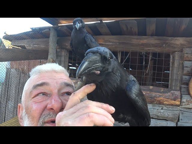 Болезнь как советчик. смотреть онлайн