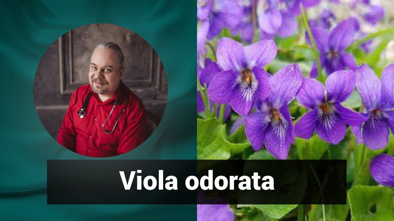 Разбор препарата ВИОЛА ОДОРАТА VIOLA ODORATA | Гомеопатия и здоровье смотреть онлайн