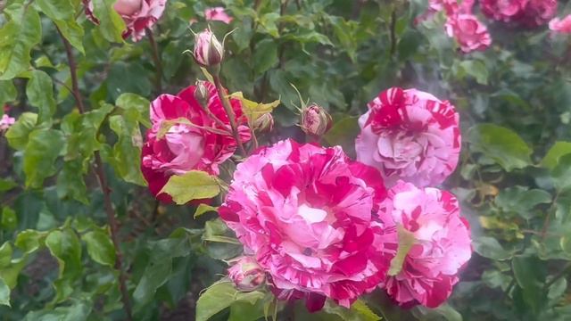 My first summer vlog 2023 Rose garden,regent park London смотреть онлайн