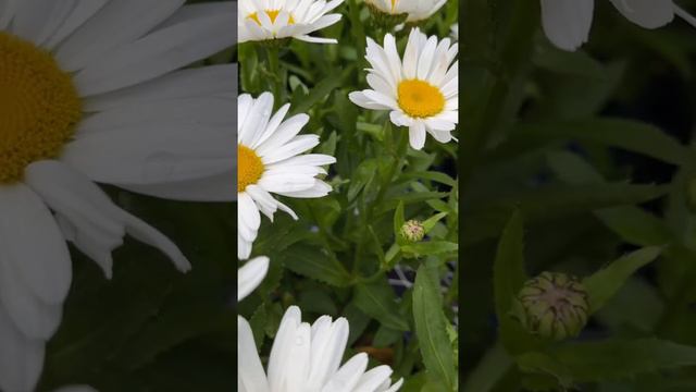 Butterfly 🦋 смотреть онлайн