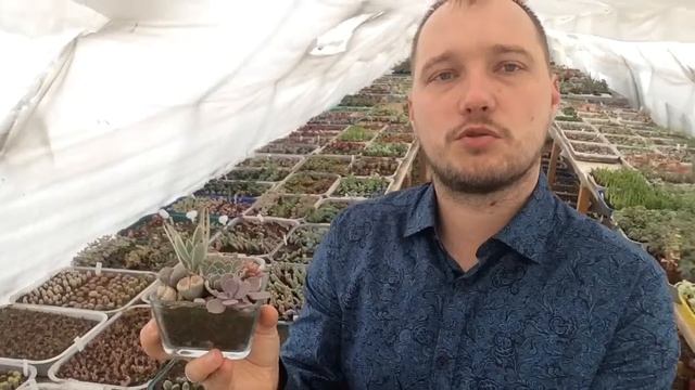 Флорариумы и где выбрать цветы для флорариумов? 8-988-555-55-70 Кактусы, суккуленты, комнатные цвет смотреть онлайн