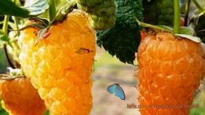 Малина ремонтантная Оранжевое Чудо (rubus idaeus) ? обзор: как сажать, саженцы малины Оранжевое Чуд