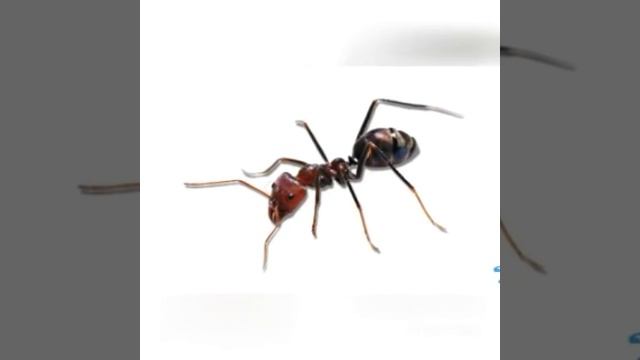 Сабак: Сөз өстүрүү. Тема: "Кумурска". смотреть онлайн