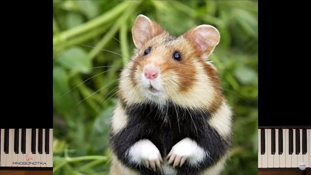 ЧИКИБАМБОНИ.