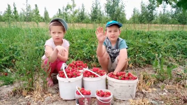 шок! как выращивать клубнику/начать клубничный бизнес 2023! смотреть онлайн