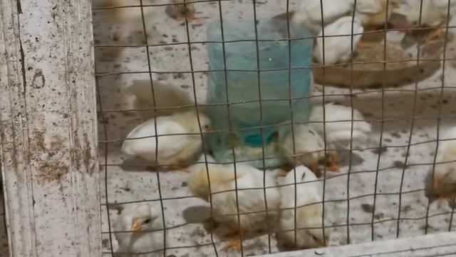 Кормушка для цыплят своими руками инкубатор Jojalarga Don beradigon uz qoliz bilan смотреть онлайн