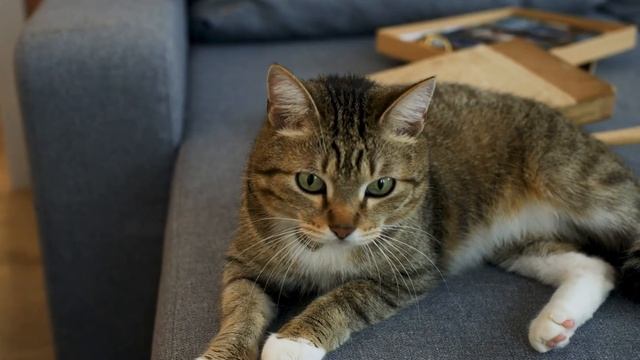 10 Reasons to Adopt an Adult Cat (Instead of a Kitten) смотреть онлайн