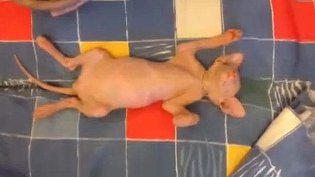 Лысый котенок спит смотреть онлайн