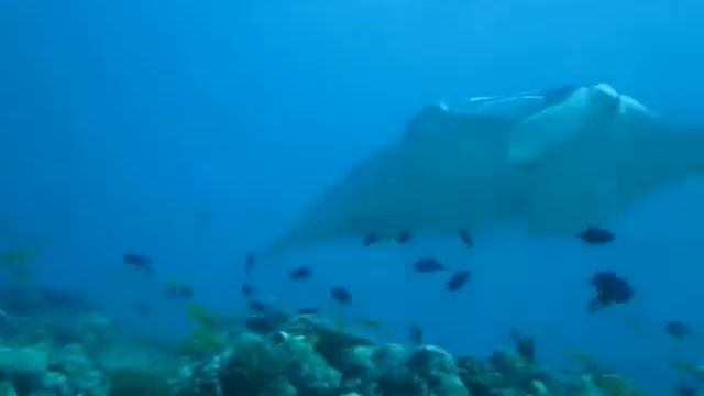 манты!!! смотреть онлайн