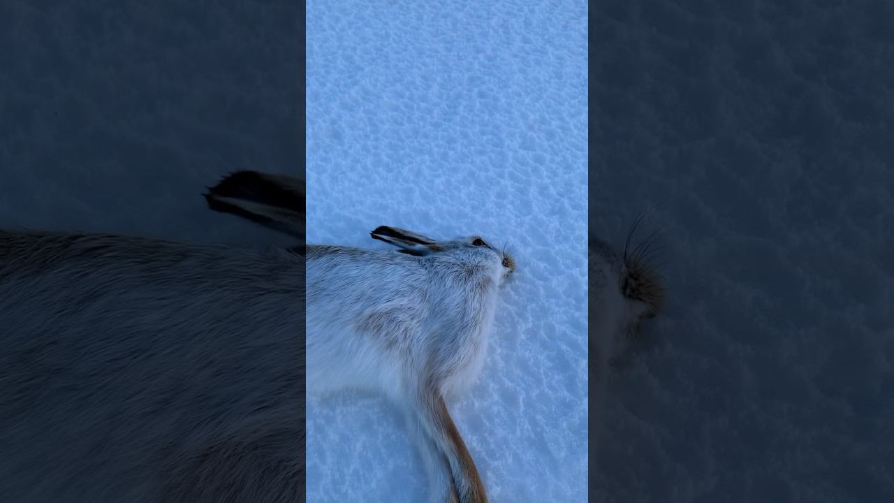 Трудовой заяц в наст и отсутствие следов. #охота #охотаназайца смотреть онлайн