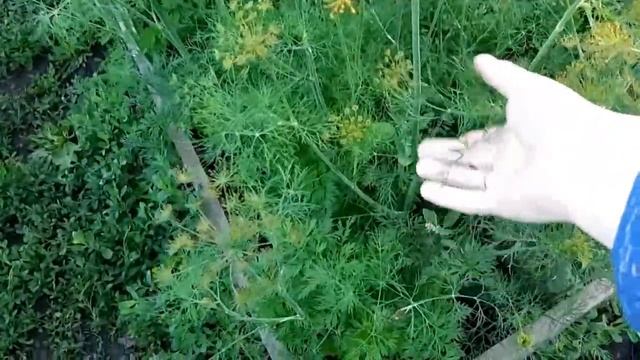 Обзор Всего Огорода 3 СОТКИ,а Урожай Собираем Ведрами смотреть онлайн