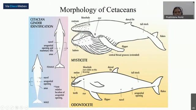 Karnataka Forest Department online Wildinar (Webinar) Series смотреть онлайн