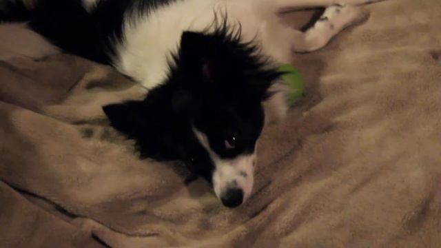 Rosa (Papillon) surprised смотреть онлайн