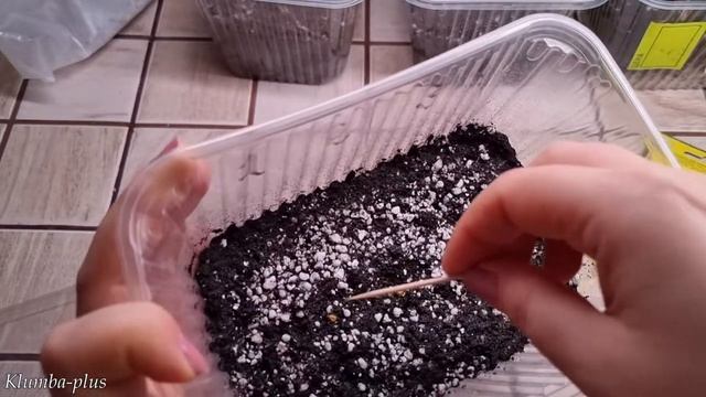 Дихондра Изумрудный водопад выращивание из семян смотреть онлайн