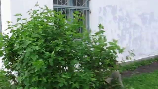 Прыжок сквозь кусты смотреть онлайн