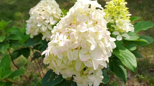 Quick Fire Fab Hydrangea..panicle Hydrangea @ProvenWinnersYouTube