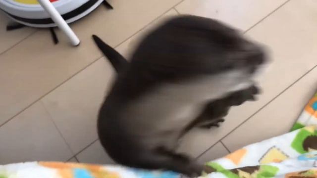 Выдра кушает ? смотреть онлайн