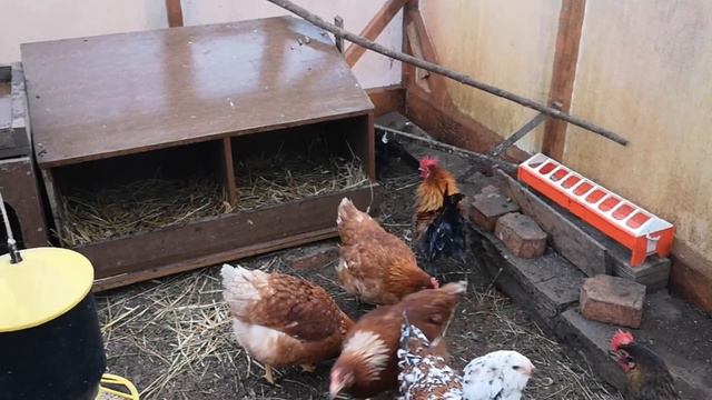 новые куры , о прививках и антибиотиках .. смотреть онлайн