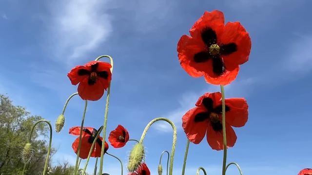 Лунное затмение 16 мая 2022. Что НЕЛЬЗЯ и МОЖНО делать. Обряды и ритуалы. смотреть онлайн