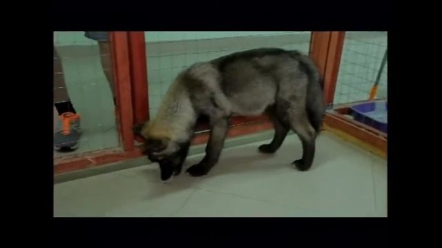 Необычные рабочие кадры появились в Братске смотреть онлайн