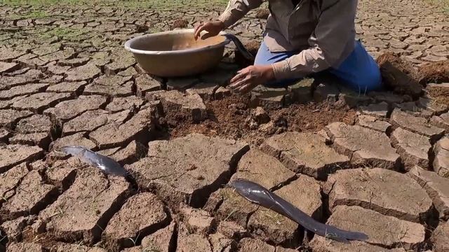 WOW hand FISHING / pick a lots of eggs duck in field after harvest rice by best hand a fisherman смотреть онлайн