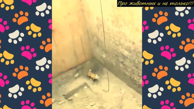 Посмотрите как ЛИСА сообразила выбраться из глубокого колодца! НЕВЕРОЯТНО смотреть онлайн