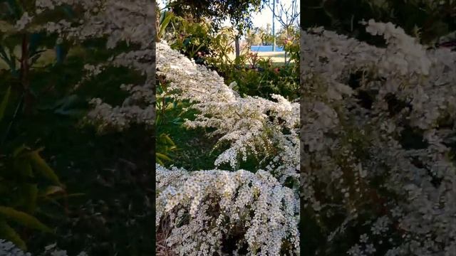 #shorts AUSSIE DWARF GARLAND #spirea #white @BISDAKSaOZ смотреть онлайн
