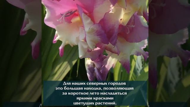 КОЛЛЕКЦИЯ ДЕКОРАТИВНЫХ ТРАВЯНИСТЫХ РАСТЕНИЙ смотреть онлайн