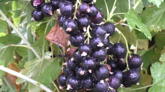 Сладкая Жемчужина, десерный сорт черной смородины смотреть онлайн