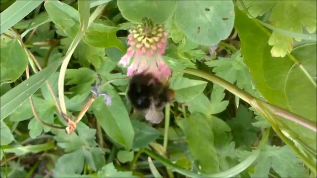 Шмели на клевере смотреть онлайн