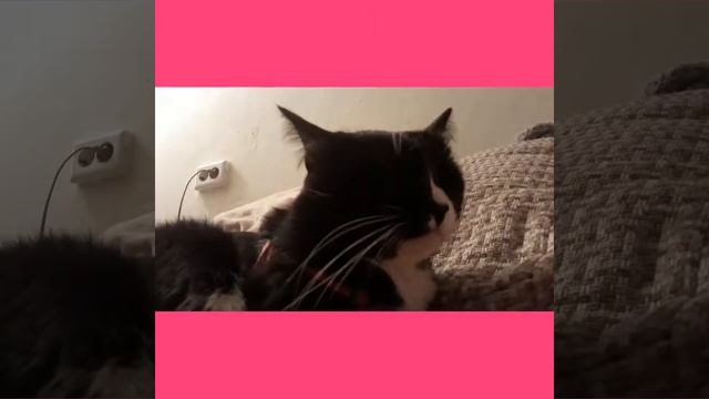 Как смотреть зубы у кошки!???? смотреть онлайн