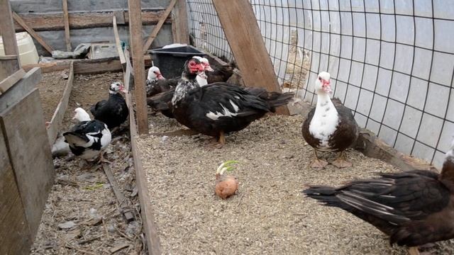 Утки не несутся-холодный апрель смотреть онлайн
